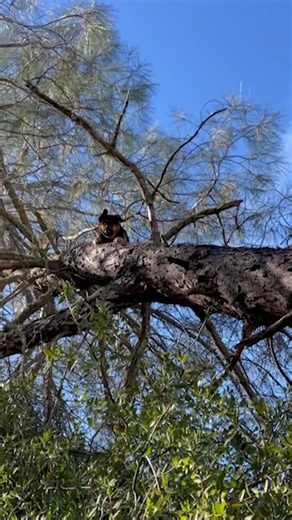 1.1K views · 14 reactions | You’ve heard about cats getting stuck in trees. What about a 70-pound German shepherd? It happened in Lotus, California. | 16 WAPT News | Facebook