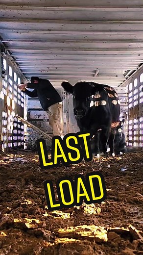 Yearlings Unloading at the Ranch with Pops | Cattle Videos Galore!