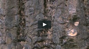 Features of the karst landscape