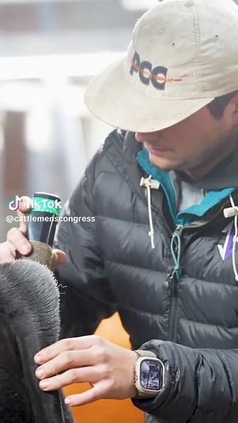 Cattle Fitting Tips for Champion Show Preparation