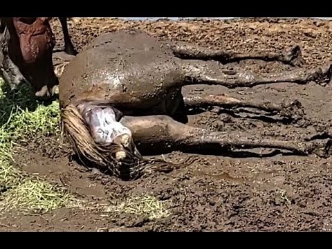 Live Horse Birth! | Skippy Navajo Reservation Mare Live Birth!