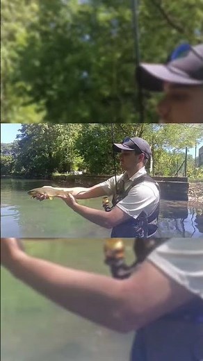 jolie truite #brochet #canne #pike #bass #trout #fishing #lure #peche #fish #poisson #truite