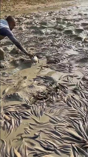 “How Fish Farming Really Works!” #facts #shortsviral
