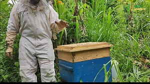 22K views · 1.3K reactions | Voici comment récolter près de 15kg de miel dans une seule ruche. Sachant qu'on récolte deux fois par an, une seule ruche peut nous produire 30kg de miel. Si vous vendez le kg à 5000fcfa, vous obtenez 150.000Fcfa par ruche. Retrouvez nous à Dschang du 22 au 23 avril 2023 pour la 10 ème session de formation en apiculture professionnelle. Pour réserver votre place, cliquez ici wa.me/237659466732 | Tami Jardin | Facebook