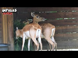Impalas Eating as a Family
