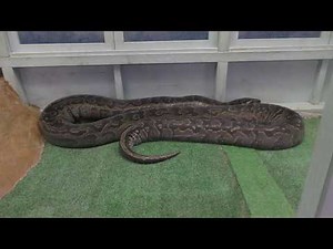 Rock python (Kusatsu Tropical Wonderland, Gunma, Japan) November 11, 2018