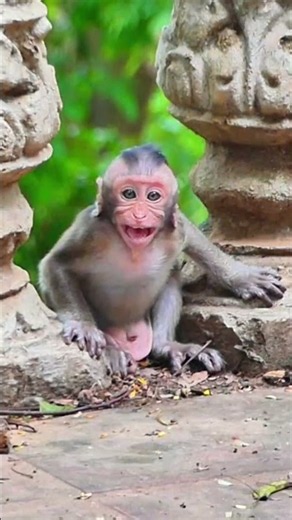 Baby Monkey Angry at Mom! So Cute! 😂🐒#shorts #animals #viralvideo