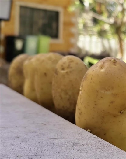 Discover the Different Types of Potatoes for Guinea Pigs