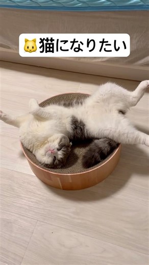 Perfect Bed… But Wrong Position 😂