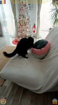 The cat that doesn't know how to use a nest!