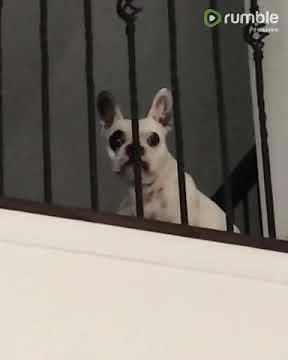 Screaming French Bulldog Will Have You In Stitches