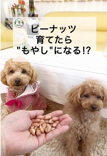 ピーナッツ育てたらもやしになる？実験結果