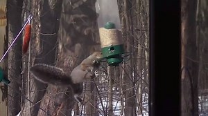 Dizzy squirrel turns birdfeeder into tilt a whirl :D video by america's video | MadTrip
