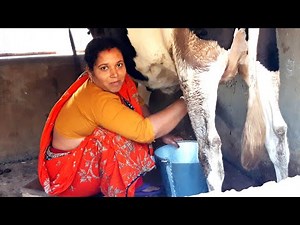 Cow Milking By Hand। Beautiful Woman Milking A cow By Hand। Channel 96। Episode-69