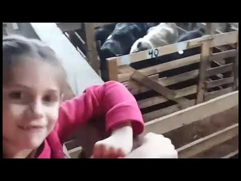 Ohio Livestock Auction