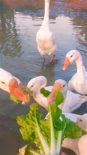 Hand-Feeding Geese with Fresh Greens 🌱