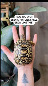 8.4K views · 651 reactions | Whenever getting a baby tortoise, remember they don’t stay small forever  Plenty of babies of so many different species can be found at the Reptile Super Show in January, so start planning from now for your little pet that won’t stay so little! Great video from @through.the.lleaves #reptile #reptiles #tortoise #pets #cutepets #timelapse #reptileshow #reptilesupershow | Reptile Super Show | Facebook