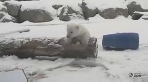 112K views · 561 shares | TOO CUTE: Watch this adorable polar bear...