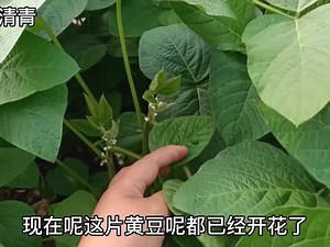 大豆的种植方法，和花期管理，简单易懂，一起来看看吧