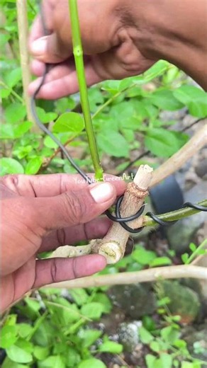 A Beginner's Technique for Shaping a Bonsai Tree. #bonsai #plants #tree #craft #garden #shortvideo