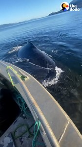 Humpback whale lifts a boat onto his back and takes these people on the ride of a lifetime 💙🐳 | The Dodo