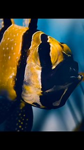 278K views · 5.1K reactions | The Banggai Cardinalfish #animals #animalworld #banggai #cardinalfish #Cardinals #fish | Animal Documentary | Facebook