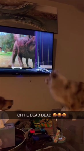 Hilarious Dog vs TV Moments - Must Watch!