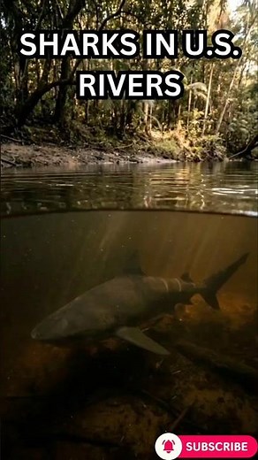 Bull Sharks in Freshwater