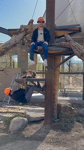 13K views · 383 reactions | The new Big Cats of Arizona habitats are great, don't worry we (the marketing team) evaluated the new space ourselves  See for yourself at our 퓰퓻퓪퓷퓭 퓸퓹퓮퓷퓲퓷퓰 on April 5 at 12:30 p.m.! | Phoenix Zoo | Facebook