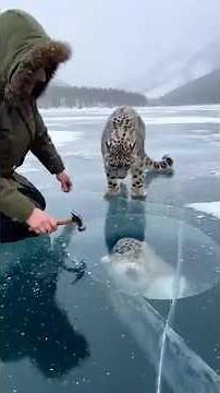 Snow Leopard Cub Found Frozen Under Ice Lake: Amazing Rescue #wildliferescue #animals #wildlife