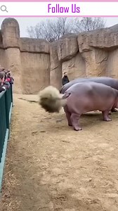 520K views · 3.9K reactions | Zoo worker came to feed the hippo… hippo gave him a special surprise instead  #HippoMoments #ZooLife #FunnyAnimals #HippoFart #AnimalComedy #ZooWorkerLife #WildlifeReels #AIComedy #USAFunny #USAVideo #USAReels #MadeForYou #ViralReels #TrendingNow #LOLReels #WildlifeFun | Mommy Kilong | Facebook