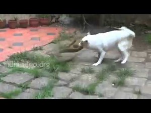 Dog fights with snake. It's unbelievable. Watch it