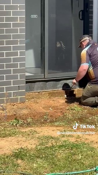 Red Belly Snake Rescue: Persistence Pays Off