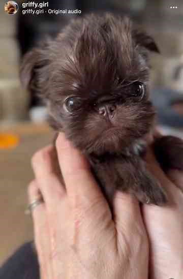 Need a Dog? Look No Further—Your Perfect Pup Is Here!