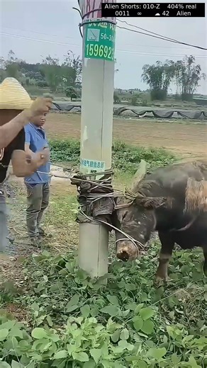 Put Nose Rings In Cow