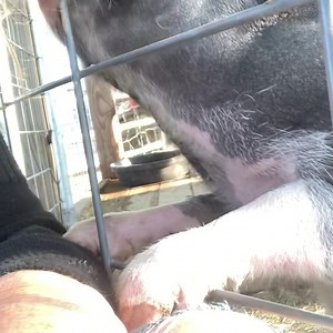 47 reactions · 7 comments | Did you know that males mini pigs can mate as early as 8 weeks old and females as early as 12 weeks. Spaying and neutering is important not only to prevent breeding but also important for behavior! Get your animals spayed and neutered  So so many of our rescues end up here due to being unaltered and escaping and being picked up by animal control. #teachmethursday #spay #neuter #minipigrescue | My Pig Filled Life | Facebook