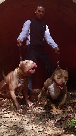 Muscle Pitbulls: The Ultimate Dog Lovers Collection