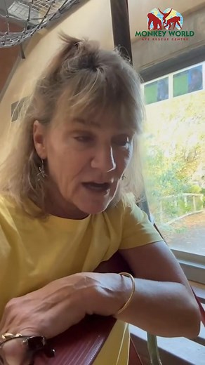 Chocolat is now available for adoption! Alison and Jeremy are in Bryan’s playrooms showing all the modifications that have been made to make Chocolat’s life easier- with help from funds raised by your donations to the Team Chocolat fundraiser! Watch to the end to see the lady herself! If you would like to support Chocolat you can: 🔹Adopt her at monkeyworld.org/adopt-a-primate/ 🔹Donate to her fundraiser to be in with a chance of winning a Team Chocolat signed t-shirt! bit.ly/TeamChocolat | Monk