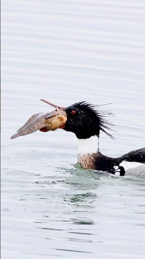 Red breasted merganser devouring large monk fish🐟!! Copyrighted 🎥 on Canon R1+RF 100-500 #wildlife