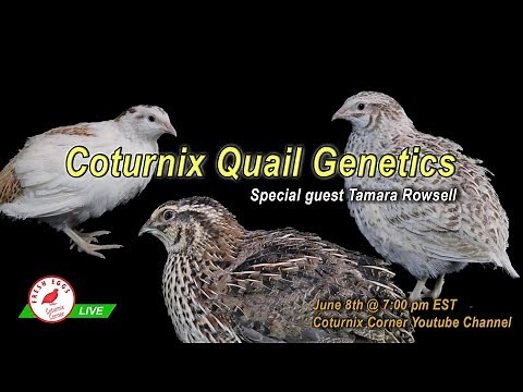 Coturnix Quail Color Genetics - with Tamara Rowsell