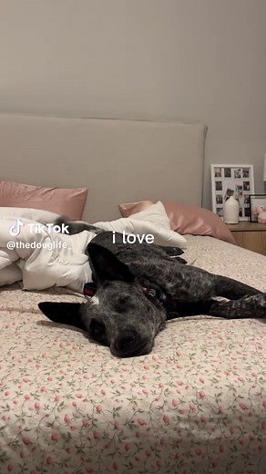 Understanding Blue Heelers: The Ultimate Cattle Dog Guide