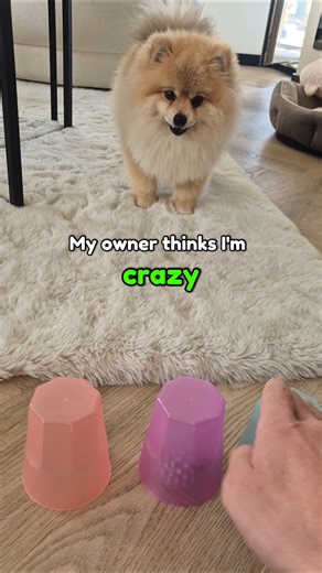 🚨Let's play shell game🐶#doglife #puppy #pomeranianbrothers #shorts #cutedog