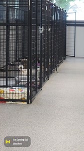 104K views · 4K reactions | Update: Adopted! Muttley is still...