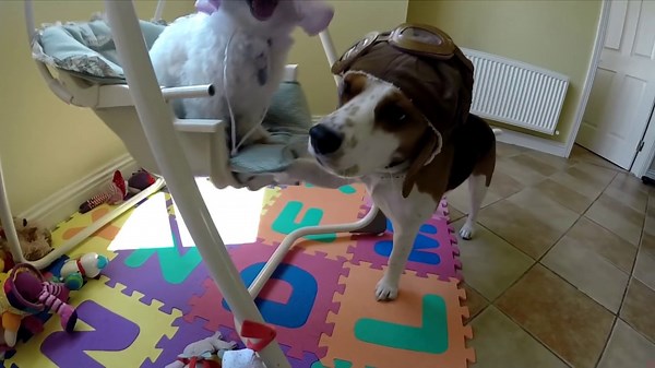 Funny Dogs in Hats - Cute Dog Swing Puppy