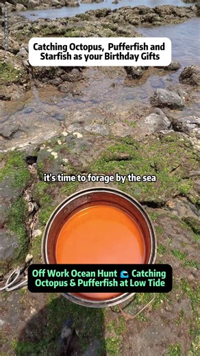 Off Work Ocean Hunt 🌊 Catching Octopus & Pufferfish at Low Tide Clock out, head straight to the ocean. When the tide goes out, the sea turns into a natural buffet - if you know what you're doing. In this after-work beach foraging session, I head into the water to look for “free food” hiding between rocks and tide pools. An octopus reveals itself by changing colors and spraying water, while an aggressive pufferfish puffs up in full defense mode. Some creatures look cute but are extremely dangero