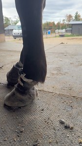 Flint was Diagnosed with both Lyme Disease and Anaplasmosis last week. She has been started on Doxycycline and it has made huge improvements in her comfort level. She isn’t out of the woods yet. But we do have a treatment plan for her and will work with the help of Rose (her farrier) to get her feet back on track and get her back to sound. She is currently suffering from Distal Decent (Sinking) as result of laminitis triggered by either the Lyme or Anaplasmosis (or potentially both together). Ly