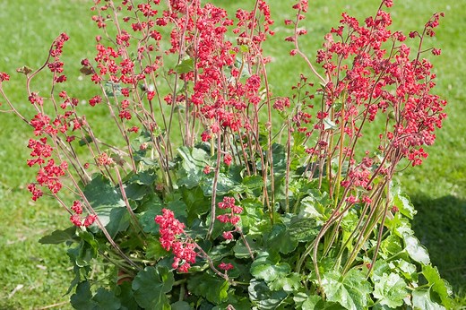 Heuchère : Guide complet pour planter et entretenir cette vivace