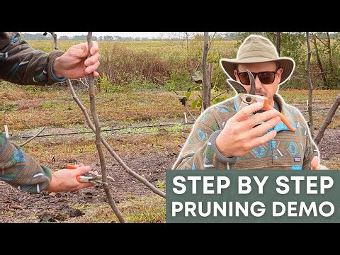 Fig Pruning 101: The Hands-On Guide Every Grower Needs