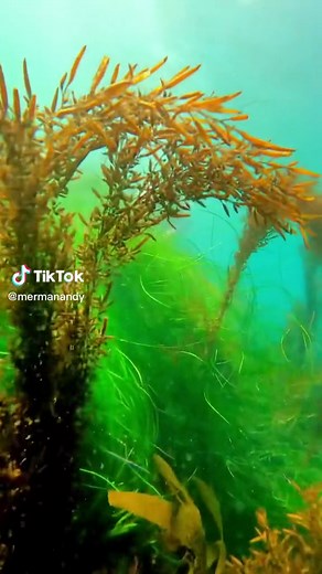 Merman Andy on TikTok