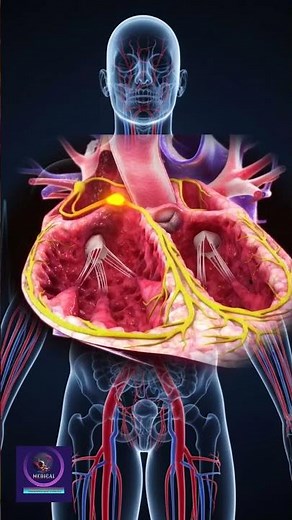 💓 How the Heart’s Pacemaker Controls Every Beat | The Rhythm of Life Explained ❤️‍🔥